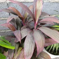 گل کردلین|گل و گیاه طبیعی|رشت, حومه رشت|دیوار