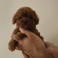 شرایط ویژه. برای واگذاری به سرپرست مناسب.