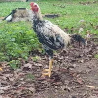 خروس لاری صابونی رنگ۶ماهه|حیوانات مزرعه|تالش, جوکندان|دیوار