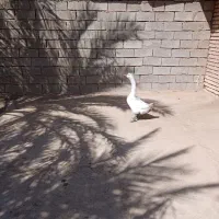 چویبده|حیوانات مزرعه|آبادان, |دیوار