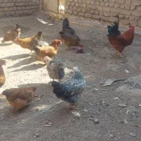 مرغ وخروس محلی