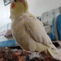 گم شده