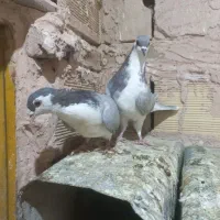 کبوتر طوقی،ساده،خارا|پرنده|سبزوار, امیر کبیر|دیوار