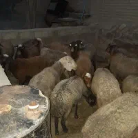 ۳۸ راس گوسفند وبره