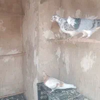 کفتر پرشی عتیقه
