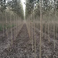 عرضه مستقیم نــهــال صــنــوبـر از نهالستان