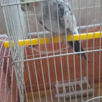 عروس هلندی نر