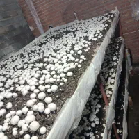 قفسه پرورش قارچ /برای انبار هر وسایلی هم میشه