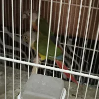 طوطی شاه ملنگو یک جفت طوطی گرینچیک یک جفت|پرنده|بیرجند, |دیوار