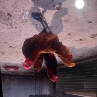 مرغ و خروس زینتی