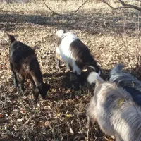 فروش  ۹عدد بز غاله نرو ماده|حیوانات مزرعه|سیلوانه, |دیوار