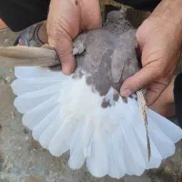 دوتا ماده قهوه ایی دم سفید ۱۶ پر دم|پرنده|رامهرمز, |دیوار