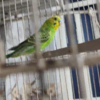 مرغ عشق