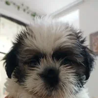 سگ شیتزو|سگ|کرمان, |دیوار