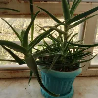 گل های طبیعی کاکتوس