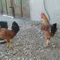 خروس محلی|حیوانات مزرعه|گیلان غرب, |دیوار