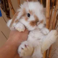 بچه خرگوش لوپ ناز