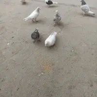 7عدد کبوتر نژاد دار|پرنده|شهریار, شهرک مصطفی خمینی|دیوار