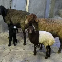 گوسفند جوان با بره|حیوانات مزرعه|ماهیدشت, |دیوار