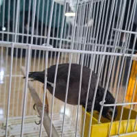 مینا دستی هندیجان