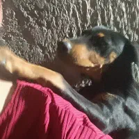 دوبرمن اصیل|سگ|مشهد, احمدآباد|دیوار