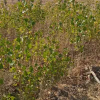 نهال صنوبر.کبوده|گل و گیاه طبیعی|بروجرد, |دیوار