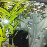 ماهی گوپی کاشمر