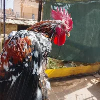 خروس گلین