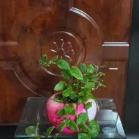 گل طبیعی کوچک، جوان و شاداب