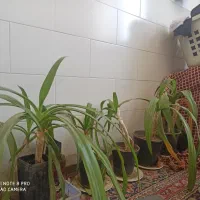 گیاه سوسن عنکبوتی،کرینوم،اشک ملکه