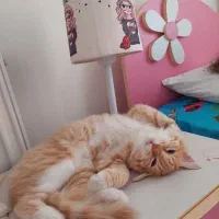 گربه گمشده|حیوانات|سرخرود, |دیوار