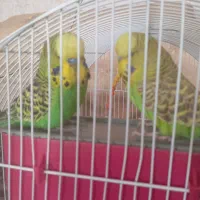 مرغ عشق انگلیسی کاملا دست اموز