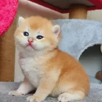 گربه اسکاتیش بریتیش|گربه|مشهد, جاهد شهر|دیوار