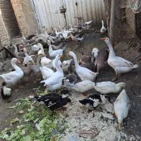 تخم قوغاز نطفه دار صدرصد وهم قوغاز فروشی داریم