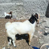 پاچن پنجاپ مال داری بزرگ