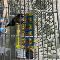 سهره زاغ|پرنده|کرج, کیانمهر|دیوار