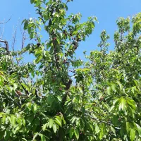 یک-قطعه-باعچه-400-متری-فروشی