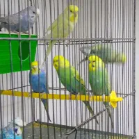 مرغ عشق  رینبو و پروانه ای