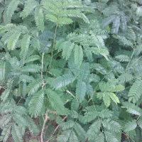 نهال آکالیپتوس و برهان گلی و سپستون و کنار|گل و گیاه طبیعی|مسجد سلیمان, |دیوار