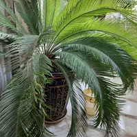 گل سیکاس|گل و گیاه طبیعی|تهران, لویزان|دیوار
