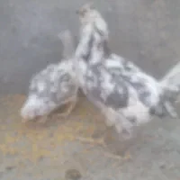 ماکیان|حیوانات مزرعه|بیجار, |دیوار