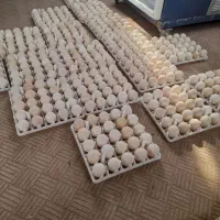 تخم بوقلمون برنز انگلیس