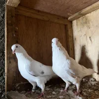 کبوتر|پرنده|گرگان, |دیوار