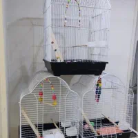 قفس ۱۰۳۳ پرنده عروس هلندی طوطی برزیلی گرینچیک راهب|لوازم جانبی حیوانات|تهران, جیحون|دیوار