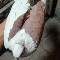 یکت سرخ و ساده چادری رنگی کفتر|پرنده|قرچک, مهدیه|دیوار