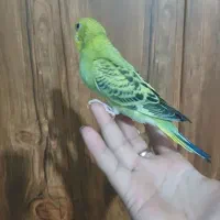 ۱ عدد مرغ عشق دستی دستی