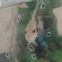 بچه فلاور|ماهی|فردیس, شهرک ارم|دیوار