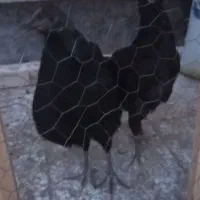 مرغ سیاه