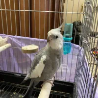 عروس هلندی نر وایت فیس