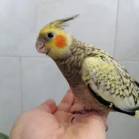 عروس هلندی 3 ماهه